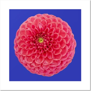 Red Dahlia Flower Posters and Art